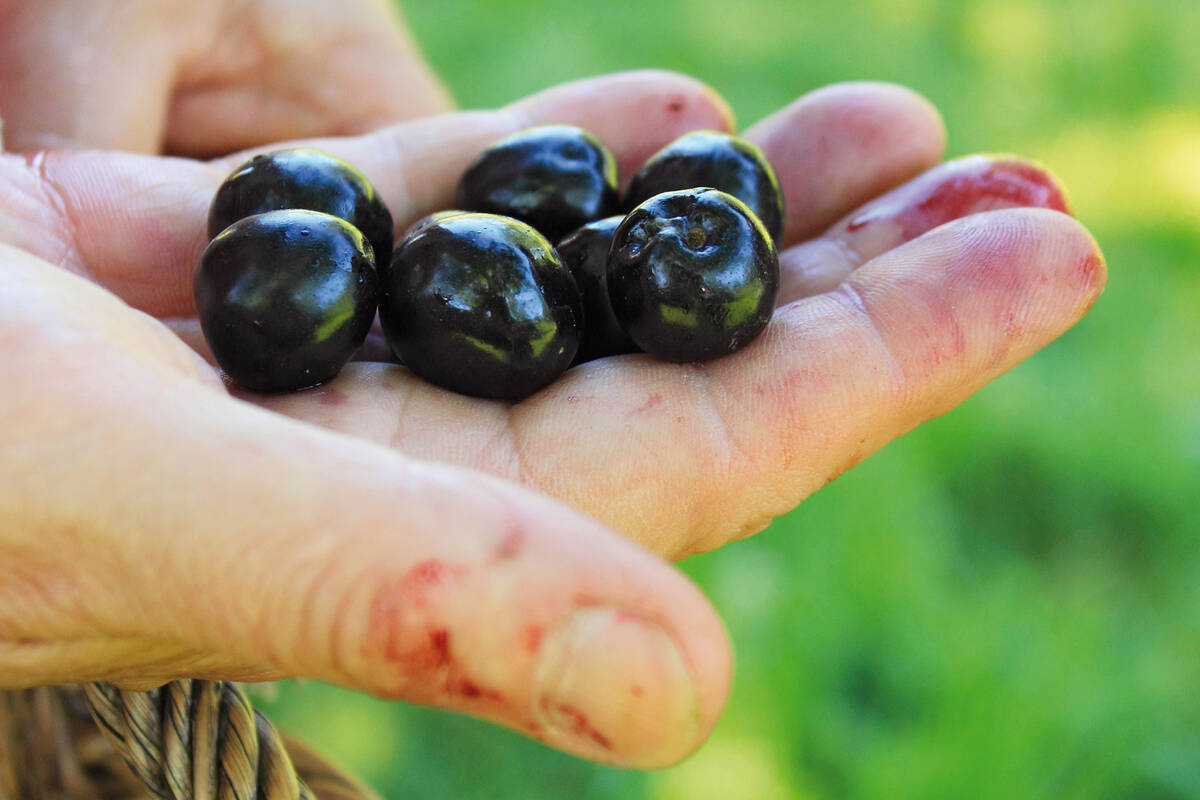 C’est le temps de la récolte des cerises à Fougerolles, dans les Vosges du Sud. Photo : Office de Tourisme de Luxeuil-les-Bains.