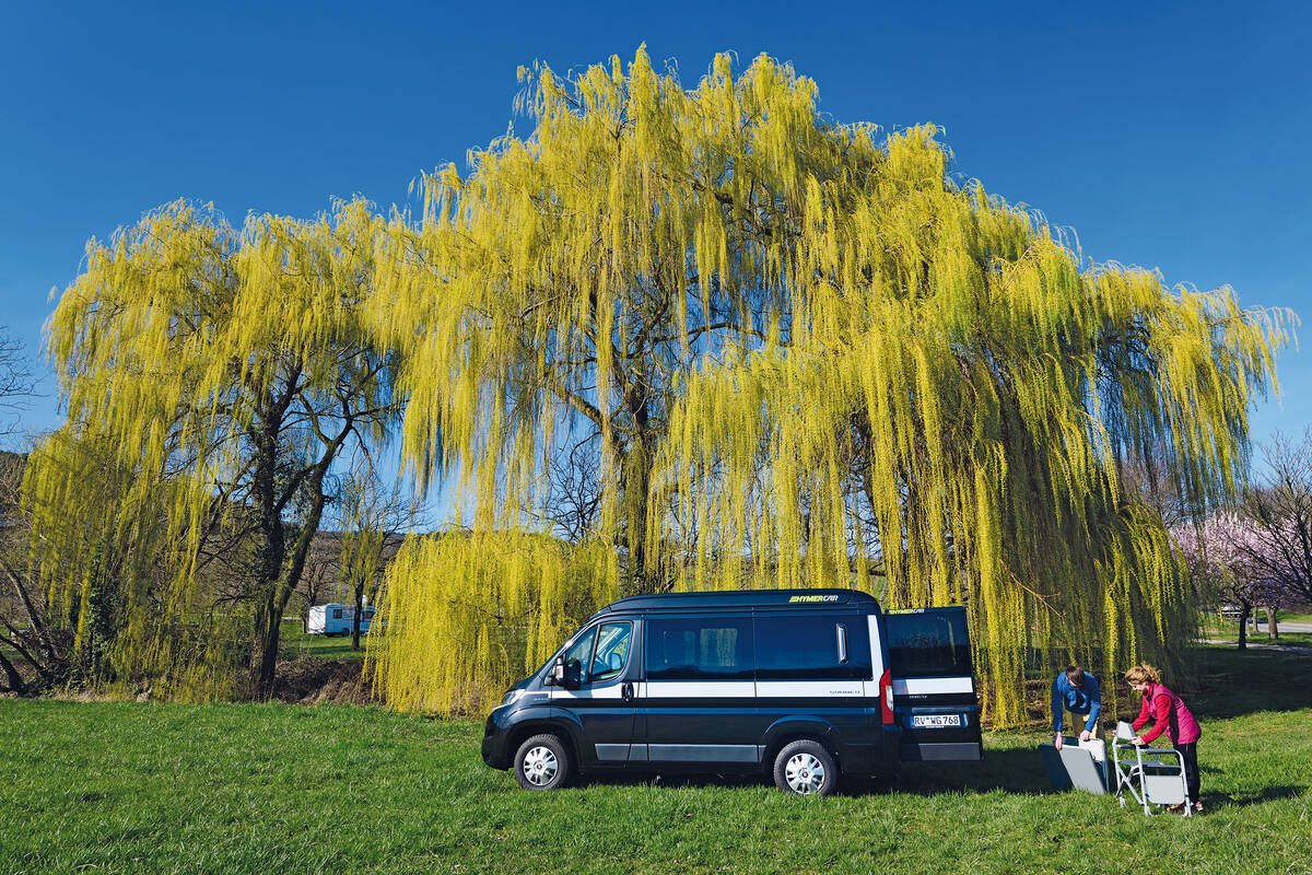 Sur le parking de Siebeldingen, nous avons pu admirer un magnifique saule pleureur en fleurs.