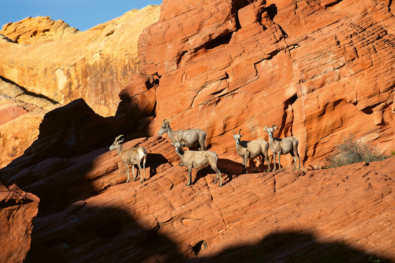 Desert Bighorn-Schafe steigen durch eine Felswand.