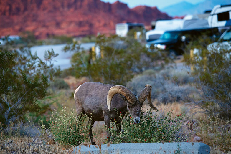 Die Bighorn-Schafe mit ihren kapitalen Hörnern spazieren direkt durch den Campingplatz.