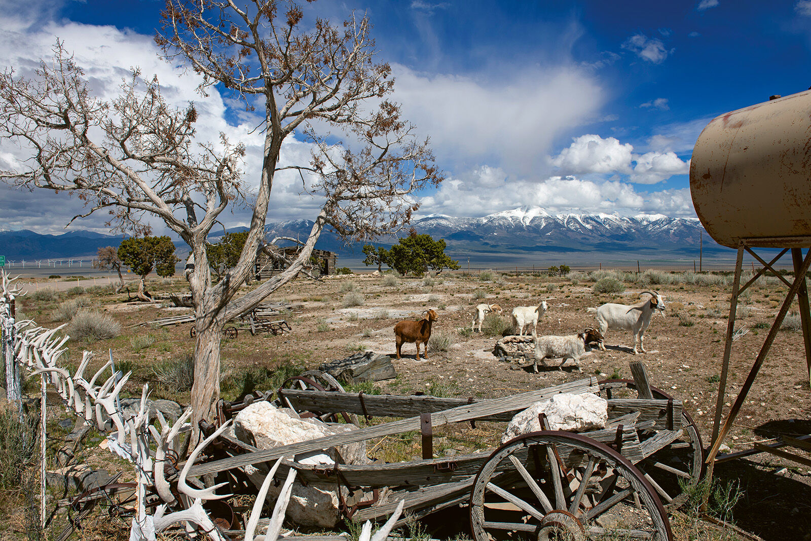 Kilometerlange mit Geweihen verzierte Zäune, schneebedeckte Berge – der Great Basin Highway bei Ely bietet spektakuläres Autokino.