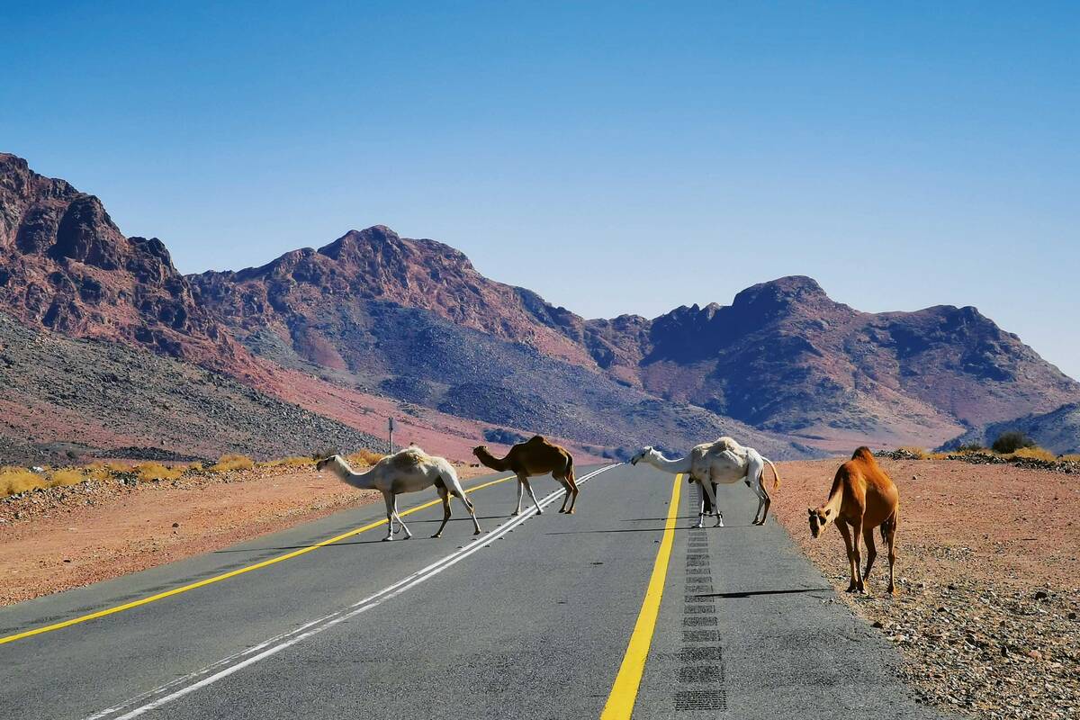 Sur de bonnes routes en direction d’Abha, dans le sud de l’Arabie saoudite, toujours avec la possibilité d’opter pour un dromadaire.