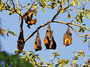 Le nord tropical de l'Australie abrite la plus grande espèce de chauve-souris du monde, le renard volant ou roussette.