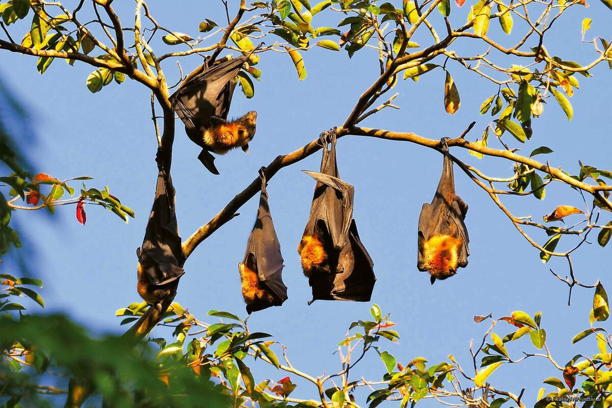 Le nord tropical de l&#039;Australie abrite la plus grande espèce de chauve-souris du monde, le renard volant ou roussette.