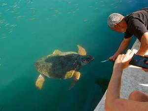 Rencontre avec des tortues dans le bassin portuaire d'Argostoli.