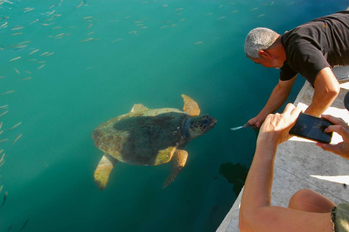 Rencontre avec des tortues dans le bassin portuaire d&#039;Argostoli.