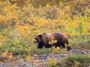 Les rencontres avec les grizzlis ne sont pas rares en Alaska, notamment dans le parc national de Denali.