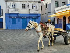 Die Kleinstadt Asilah – Marokkos Künstlermetropole mit wunderschöner historischer Altstadt.