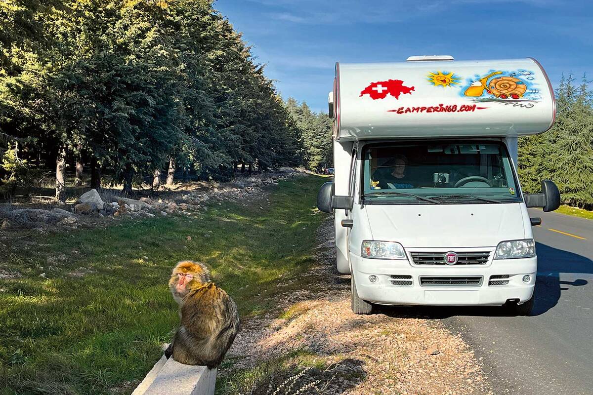 La forêt de cèdres d’Azrou, dans le parc national d’Ifrane, abrite l’une des plus grandes forêts de cèdres au monde et est le refuge de macaques de Barbarie vivant en liberté mais habitués à la présence humaine.