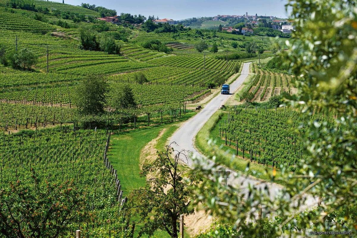 Les vignobles à l’organisation exemplaire de Brda sont facilement accessibles par de nombreuses routes secondaires balisées.