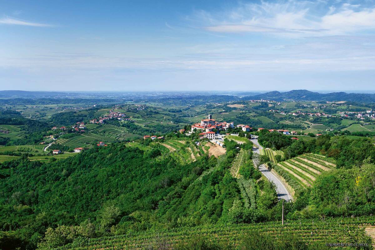 Vue sur la région viticole et le château de Dobrovo.